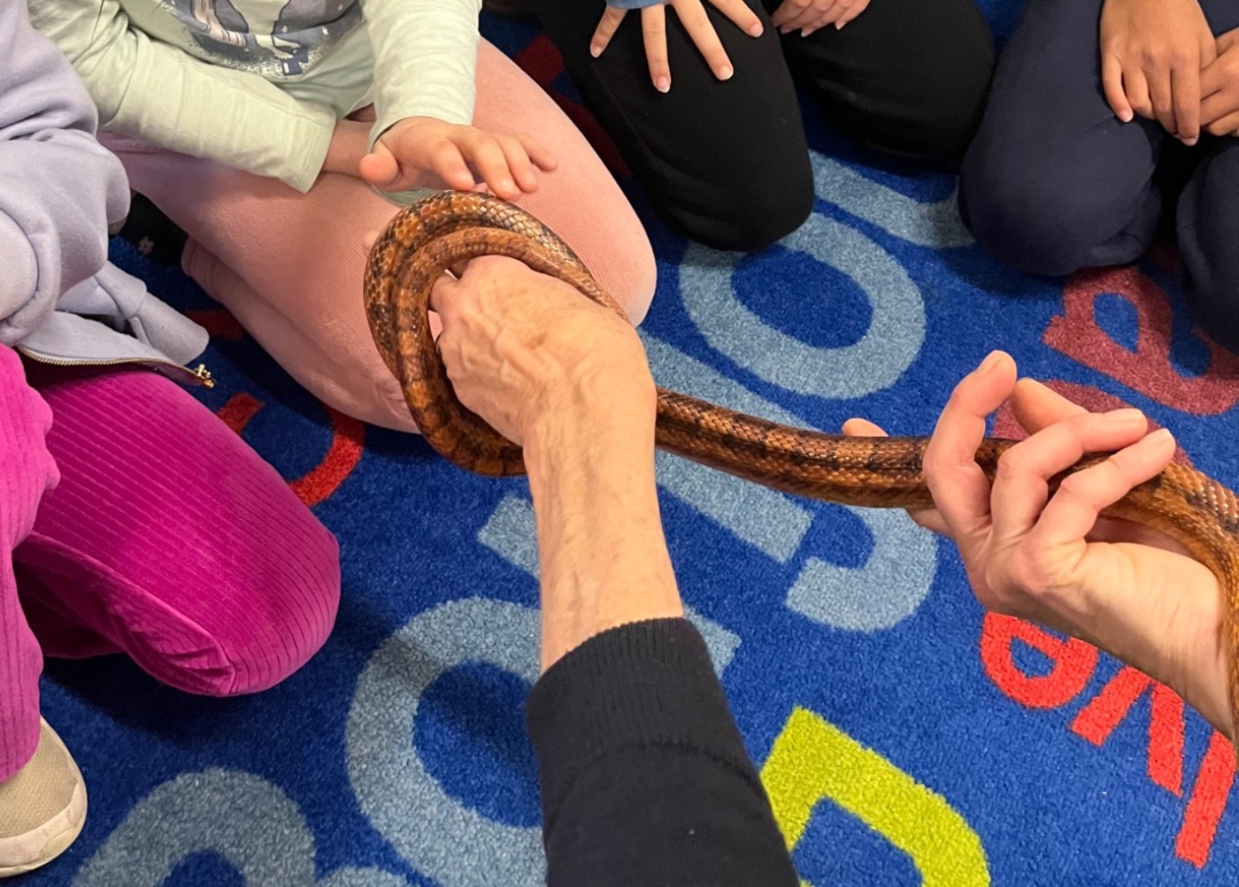 Students observing Romeo, a classroom corn snake, with only their hands visible